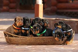 Are Doberman Puppies near me a Good Fit for My Family?